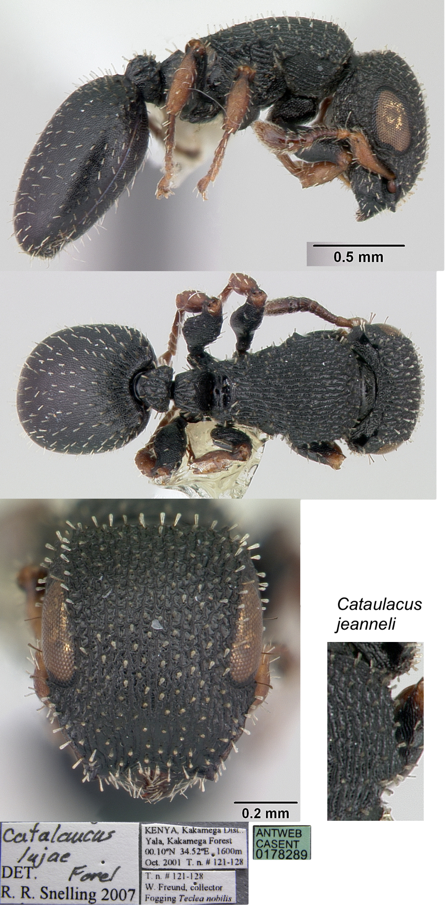 Cataulacus jeanneli