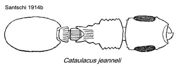 {Cataulacus jeanneli}