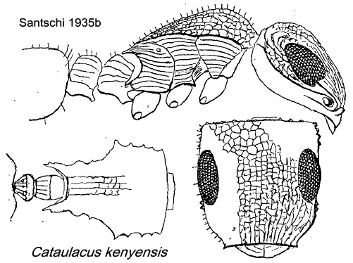 {Cataulacus kenyensis}