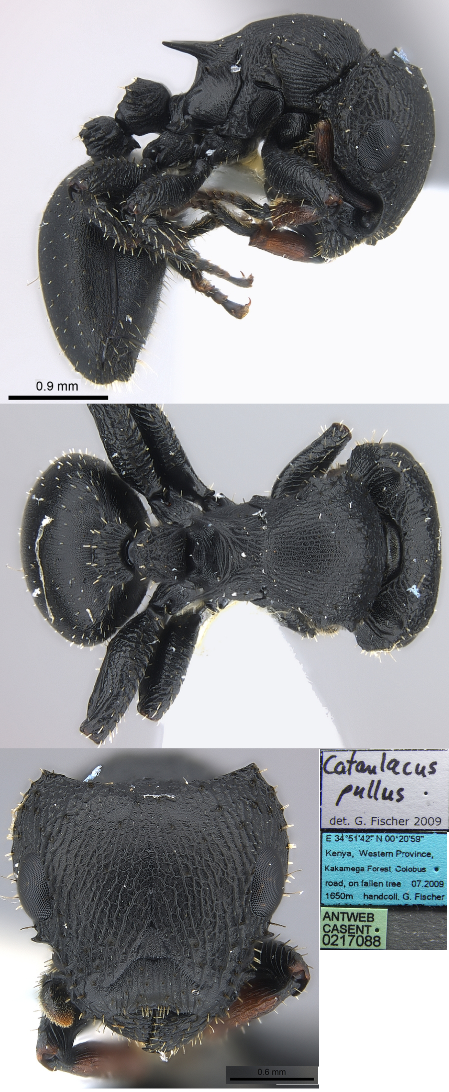 Cataulacus pullus