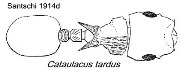 {Cataulacus tardus}