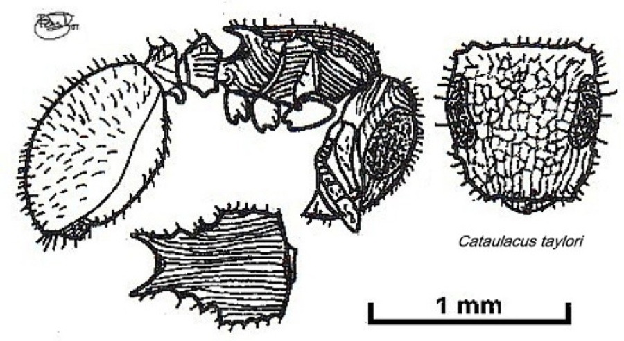 {Cataulacus taylori}