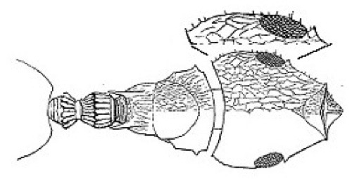 {Cataulacus theobromicola}