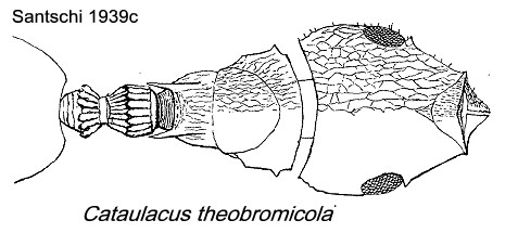 {Cataulacus theobromicola}