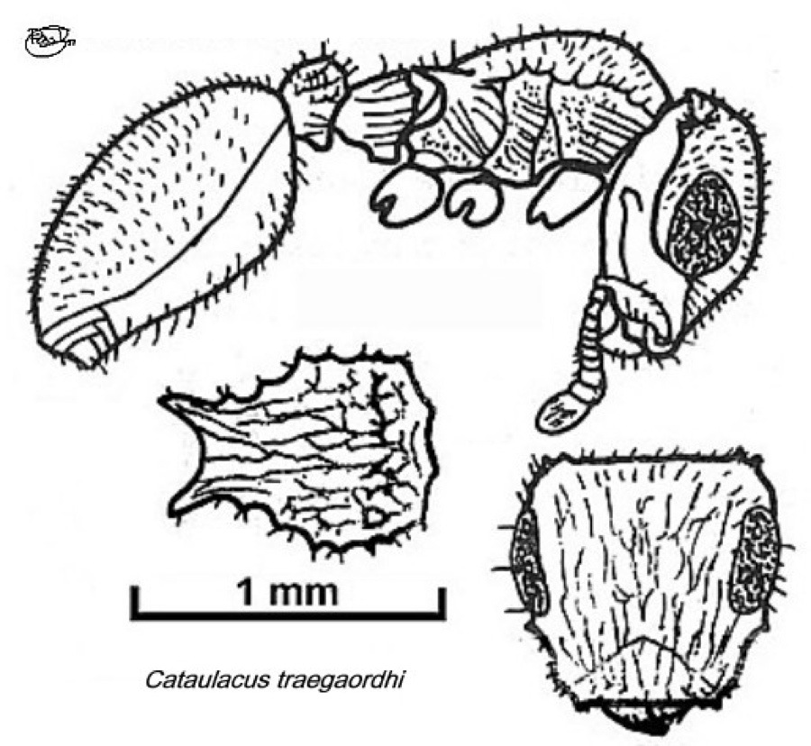 {Cataulacus traegaordhi}