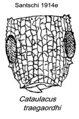 {Cataulacus traegaordhi}