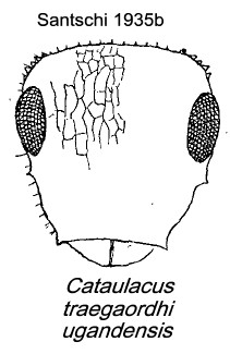 {Cataulacus traegaordhi ugandensis}