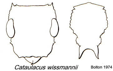 {Cataulacus_wissmannii}