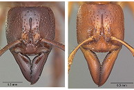 {Centromyrmex heads}
