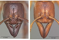 {Centromyrmex heads}