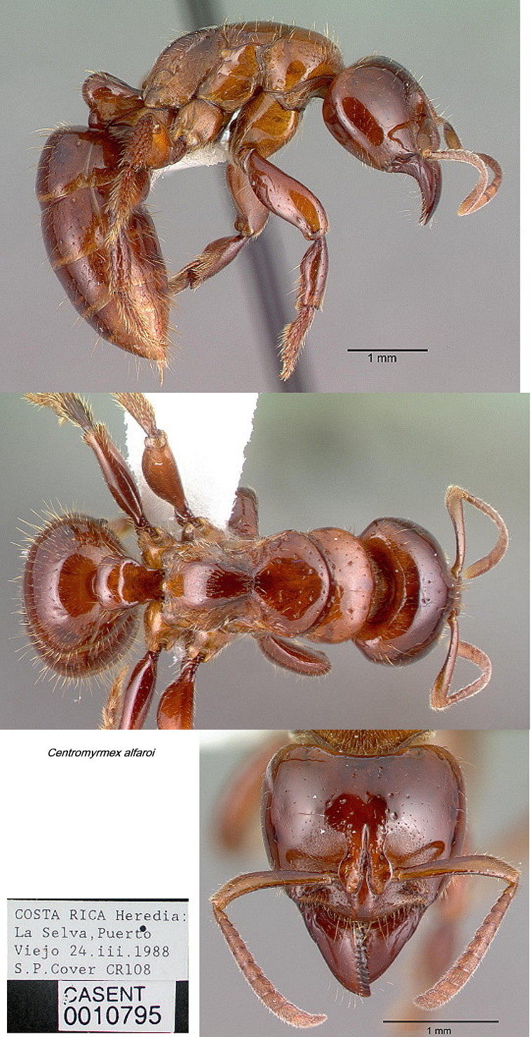 {Centromyrmex alfaroi}
