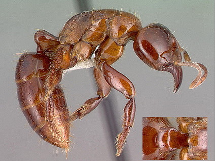 {Centromyrmex alfaroi}