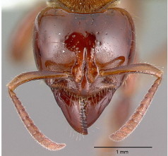 {Centromyrmex alfaroi head}