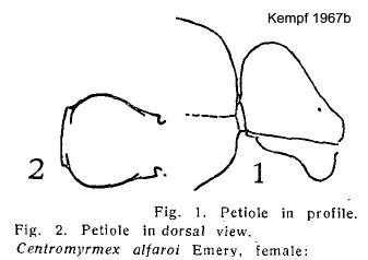 {Centromyrmex alfaroi}