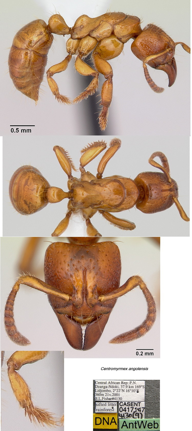 {Centromyrmex angolensis}