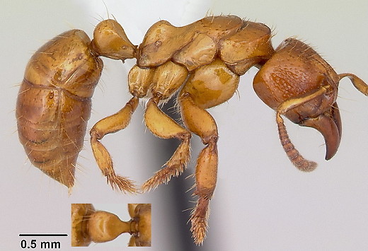 {Centromyrmex angolensis}