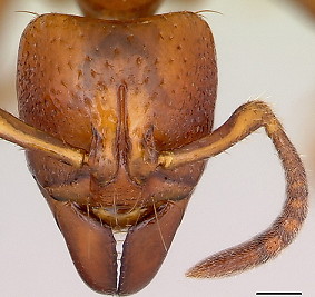 {Centromyrmex angolensis head}