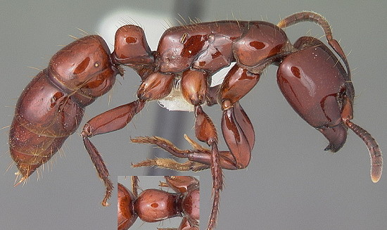 {Centromyrmex bequaerti large worker}