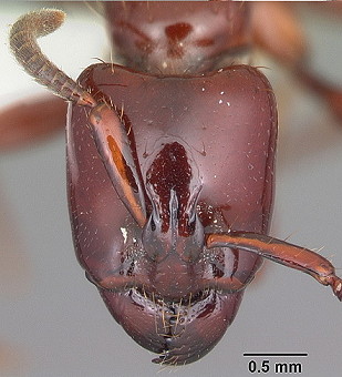 {Centromyrmex bequaerti large worker}