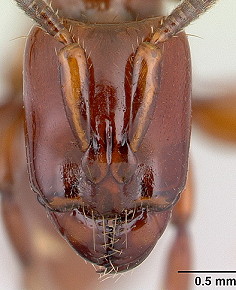 {Centromyrmex bequaerti head}