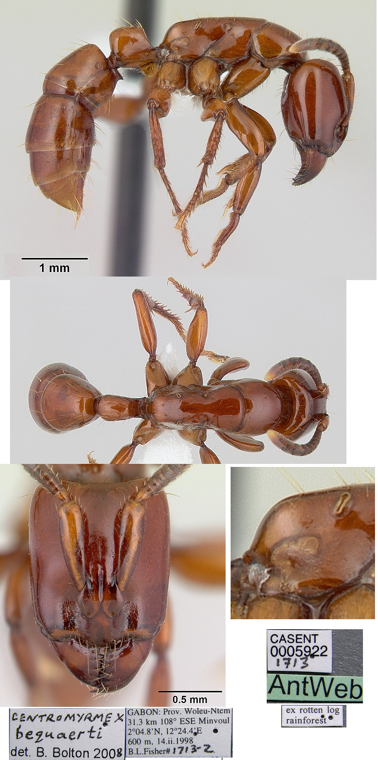 {Centromyrmex bequaerti}