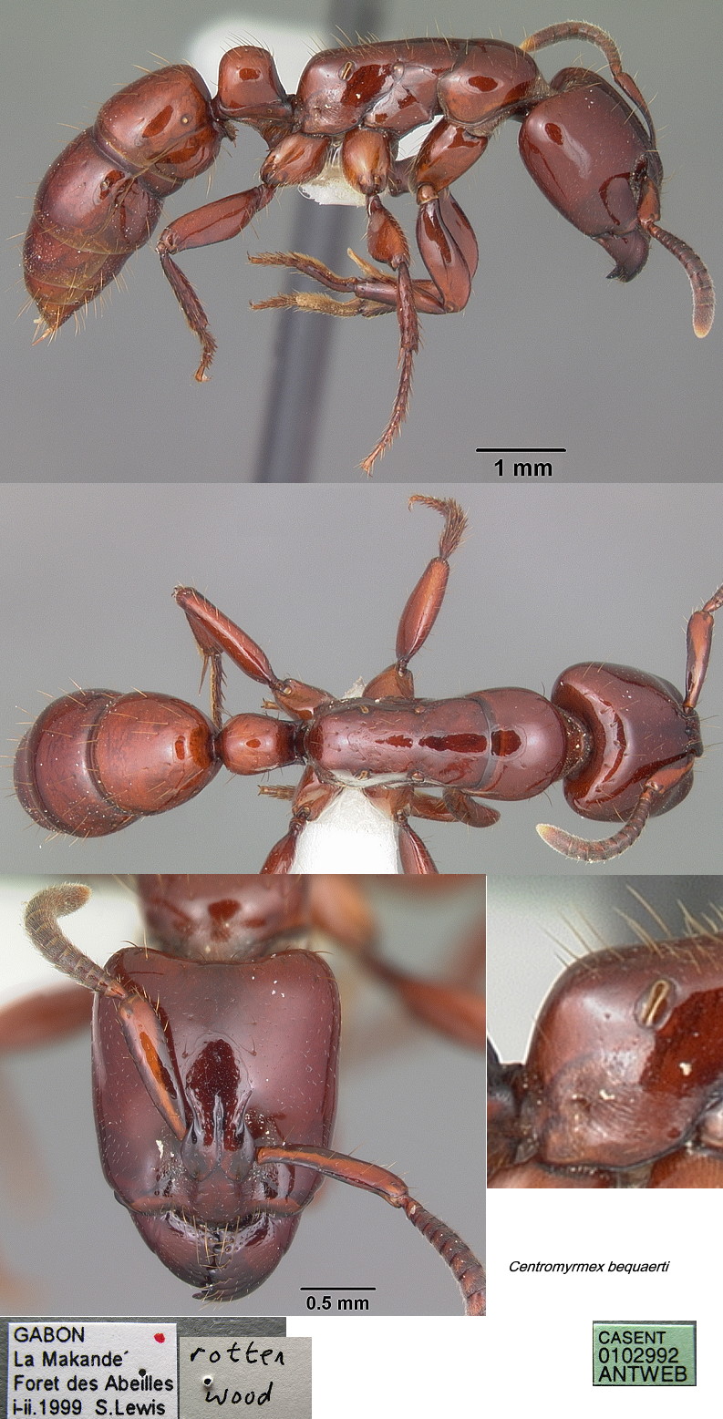 {Centromyrmex bequaerti ?