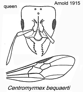 {Centromyrmex bequaerti queen}