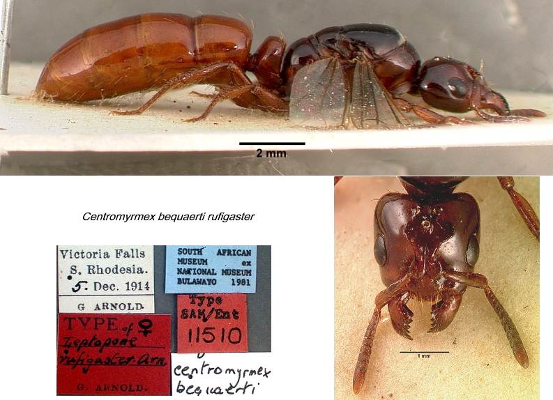 {Centromyrmex bequaerti}