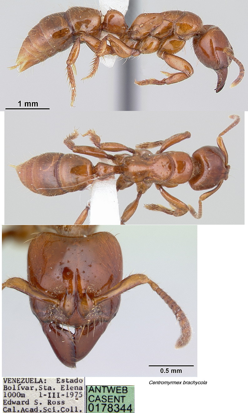 {Centromyrmex brachcycola