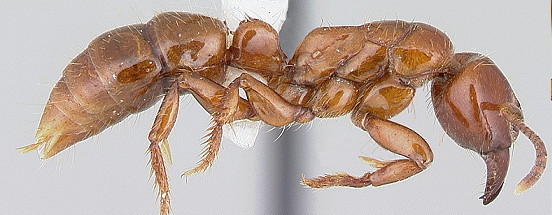 {Centromyrmex brachycola}