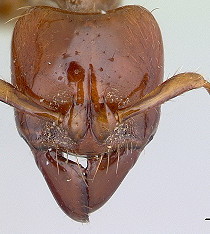 {Centromyrmex brachycola}