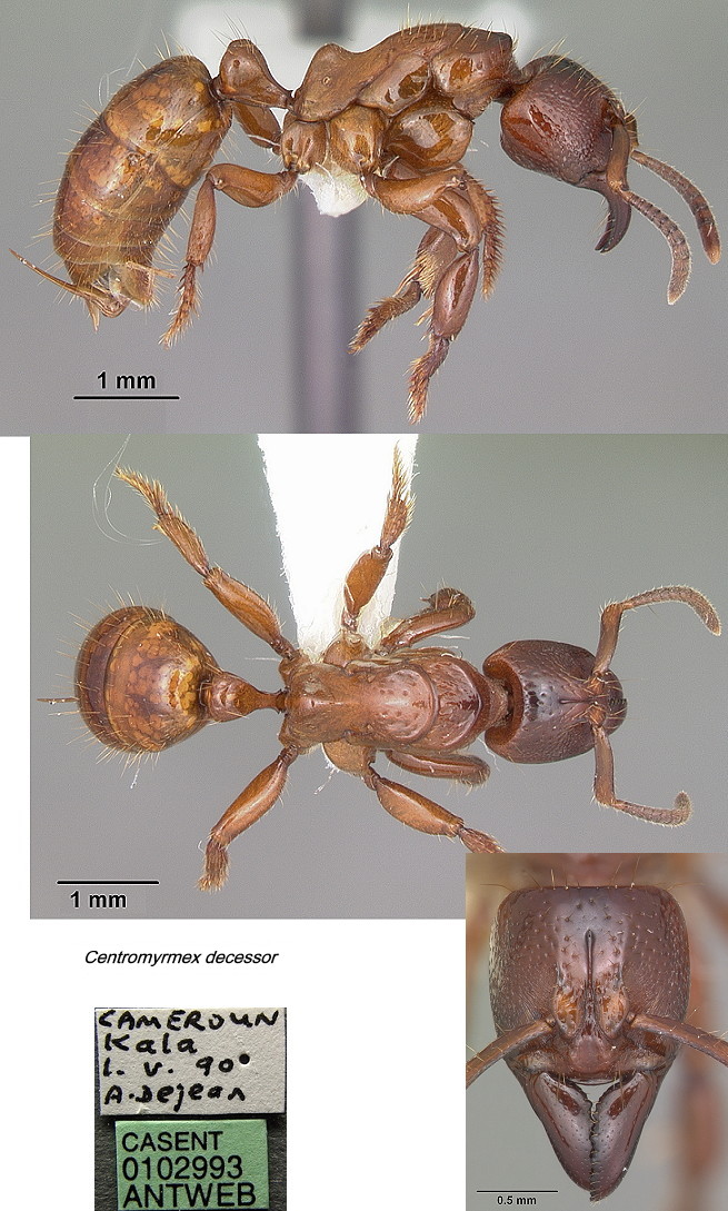 {Centromyrmex decessor]