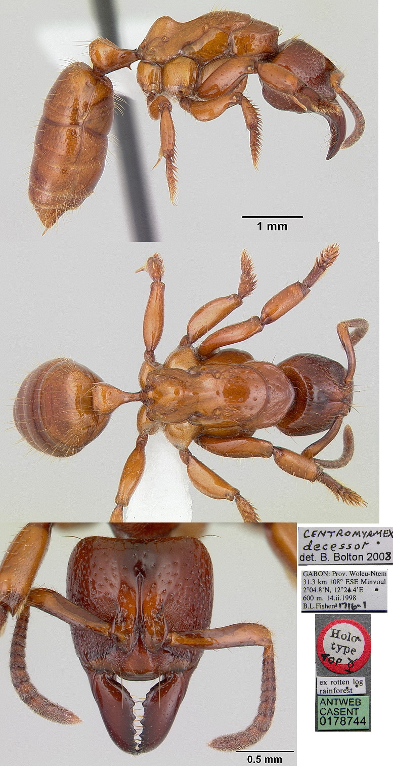 {Centromyrmex decessor]