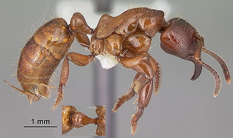 {Centromyrmex decessor}