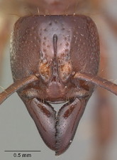 {Centromyrmex decessor head}