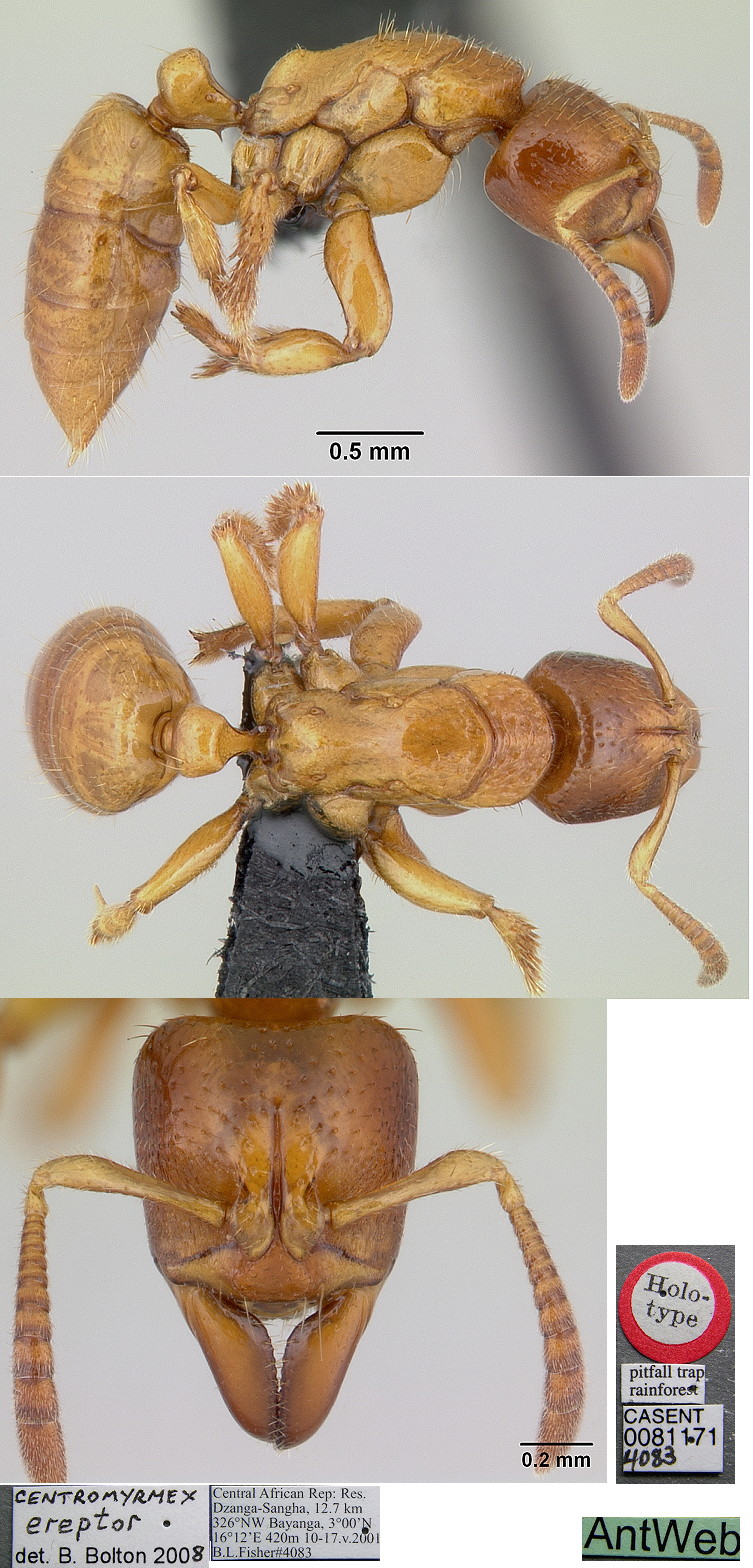 {Centromyrmex ereptor