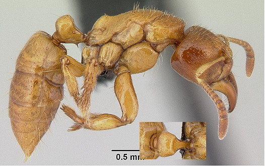 {Centromyrmex ereptor}