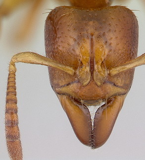 {Centromyrmex ereptor head}