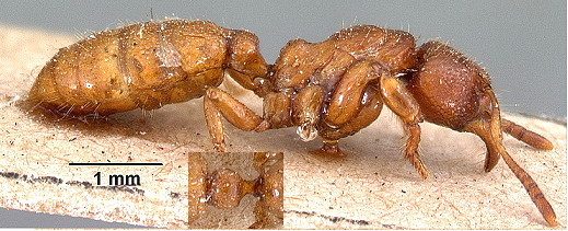 {Centromyrmex feae}