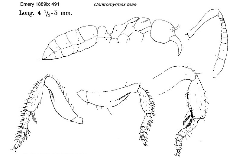{Centromyrmex feae}