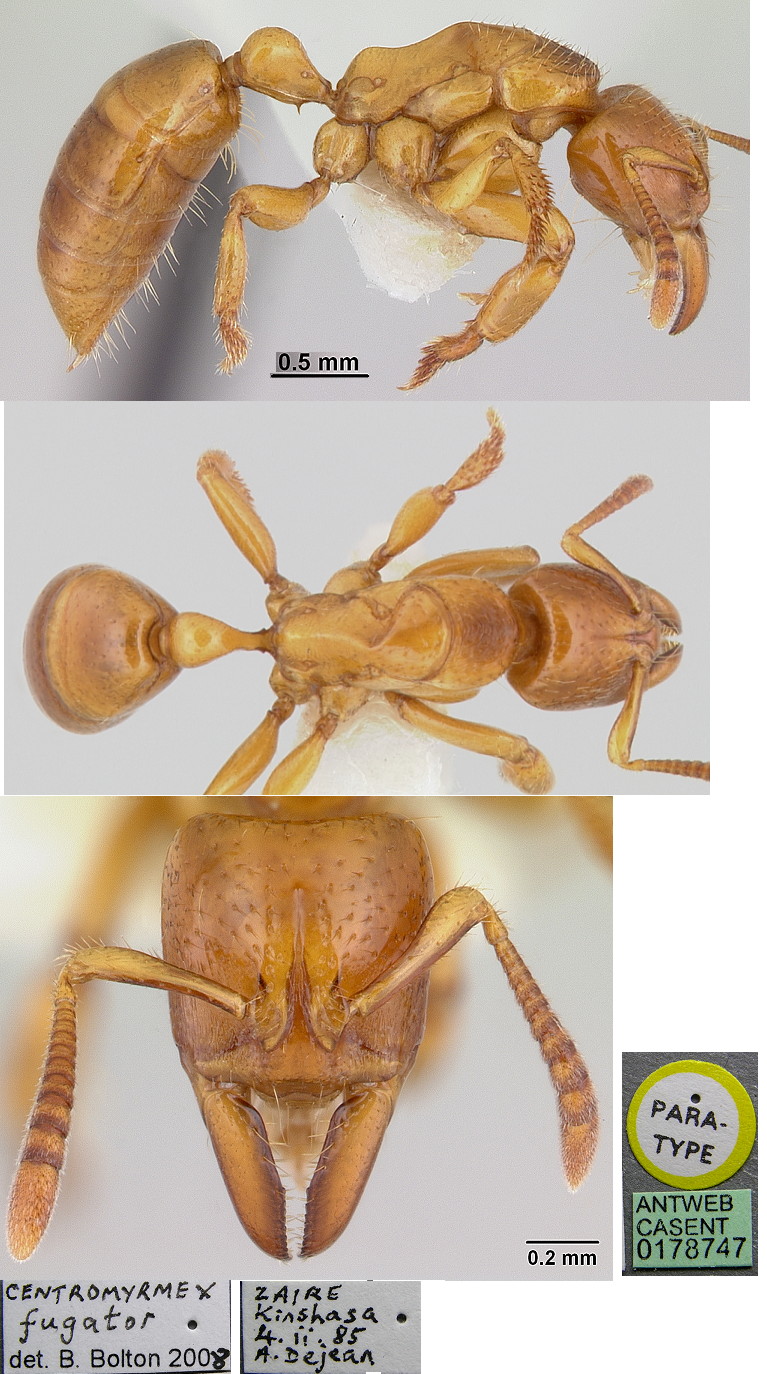 {Centromyrmex fugator}