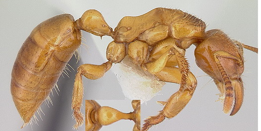 {Centromyrmex fugator}