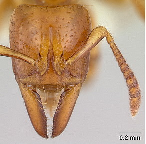 {Centromyrmex fugator head}