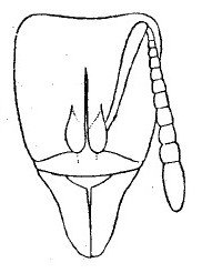 {Centromyrmex hamulatus head}