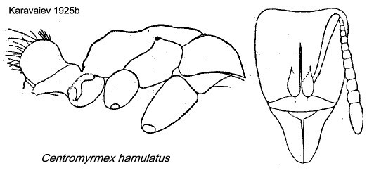 {Centromyrmex hamulatus}
