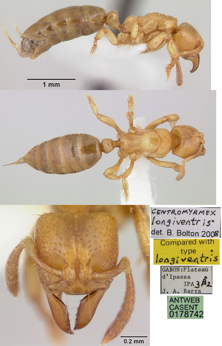 {Centromyrmex longiventris}