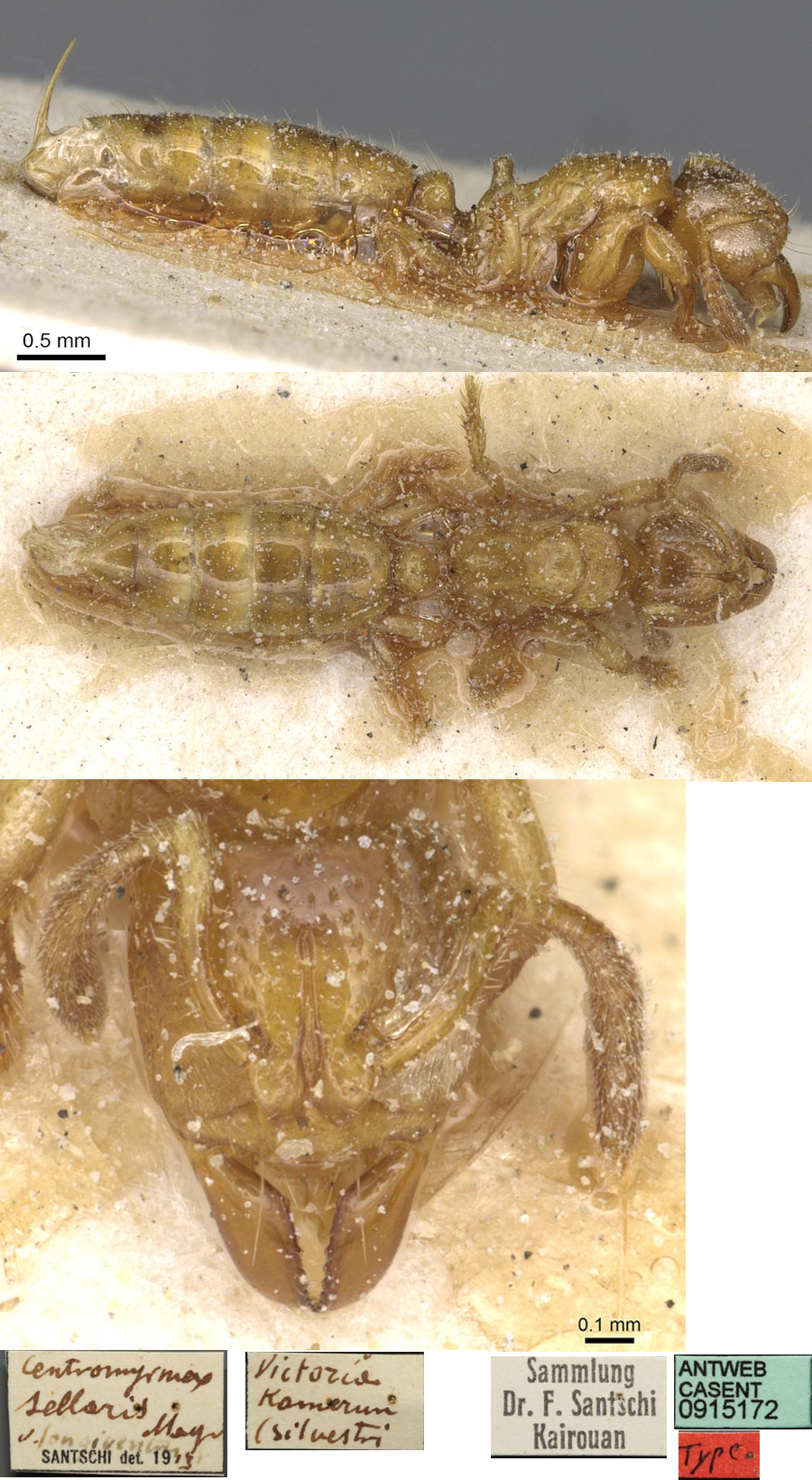 {Centromyrmex longiventris}