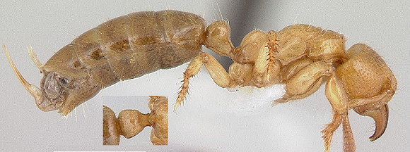 {Centromyrmex longiventris}