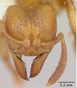 {Centromyrmex longiventris head}