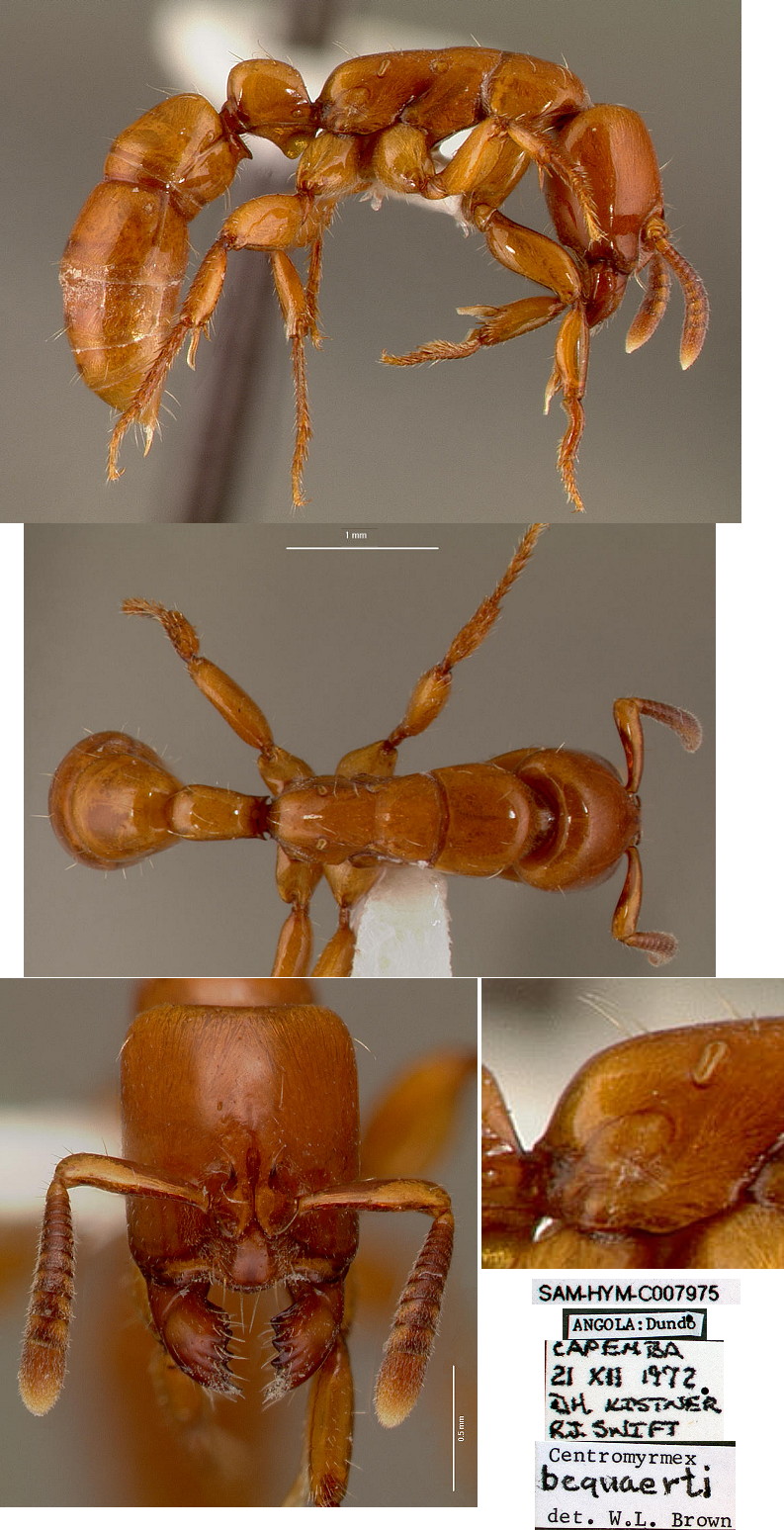 {Centromyrex sp undet Angola}